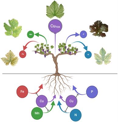 Advances in viticulture via smart phenotyping: current progress and future directions in tackling soil copper accumulation